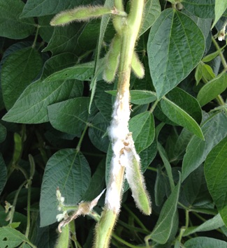 White mold symptoms on soybean leaf