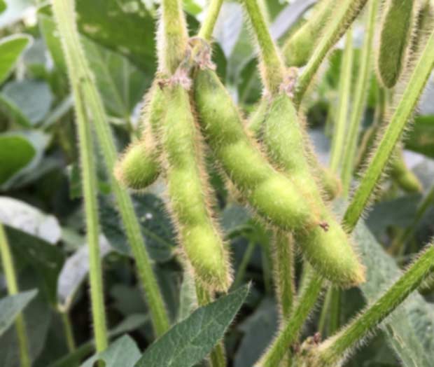 Photo - Soybeans in pod.