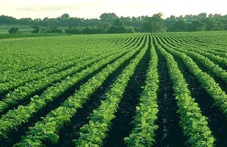 Soybean field - green plants - early season - trees in far background