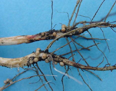 Soybean roots - nodulation fixation