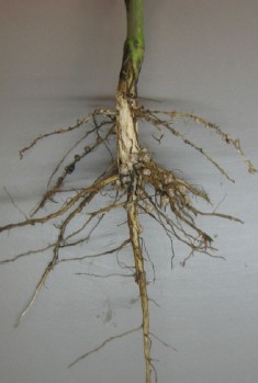 Soybean roots - nodulation fixation