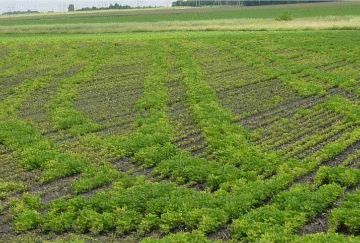 Photo - A field with reduced IDC symptoms in areas where soil was compacted by wheel traffic.