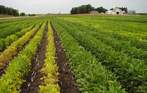 Strips of SCN-resistant and non-resistant soybean varieties in a SCN-infested field showing damage to the non-resistant varieties.