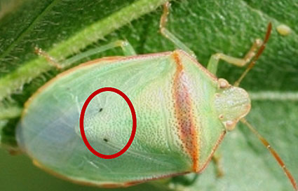 Photo of lance nematodes feeding on a root.