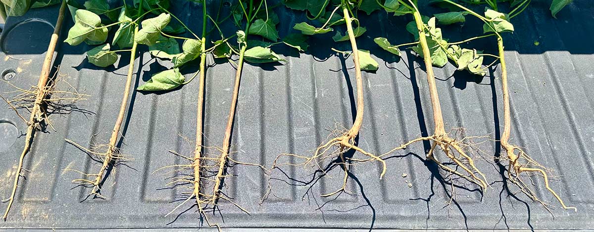 Roots of cotton plants exposed to reniform nematode. Plants on the left are a variety with reniform nematode resistance and plants on the right are a variety without reniform nematode resistance