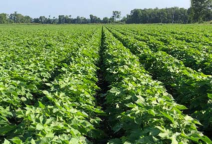 Cottonfield stretching off to trees in background - daytime - under sun