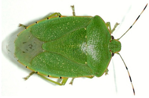 Photo - Green stink bug beetle - closeup
