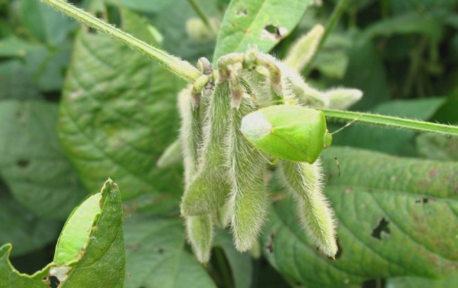 Photo - Green stink bug beetle feeding on soybean pods