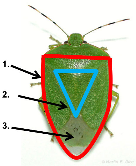Photo - Stink bug adult with shield outlined.