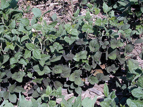 Honeydew accumulation from high soybean aphid populations