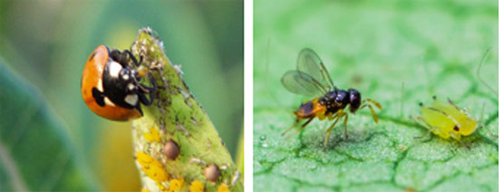 Natural enemies of the soybean aphid