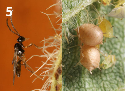 Photo - Parasitic wasp