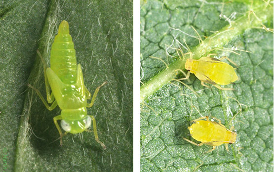 Potato leafhopper nymph - left side - which can be mistaken for soybean aphid - right side