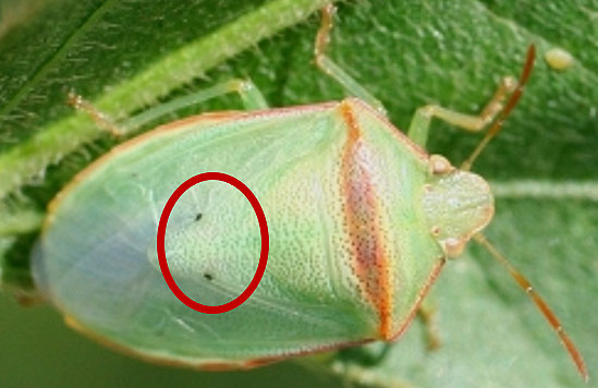 Photo of lance nematodes feeding on a root.