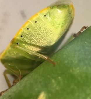 Photo of lance nematodes feeding on a root.