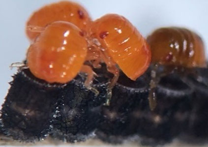 Redbanded stink bug nymphs.