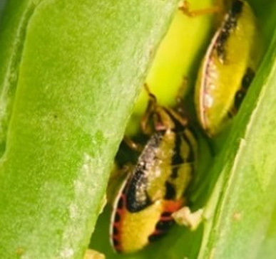 Tassel wrap in a Missouri corn field - July 7 2025