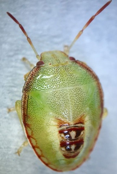 Tassel wrap in a Missouri corn field - July 7 2025