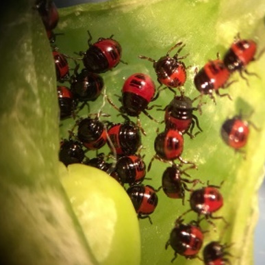 Tassel wrap in a Missouri corn field - July 7 2025