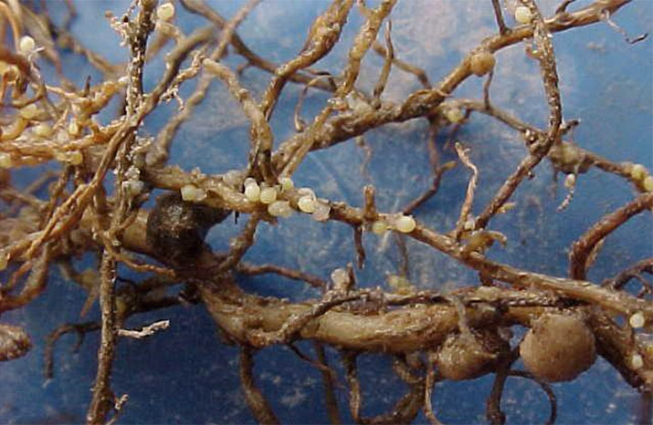 Photo - SCN on soybean roots.