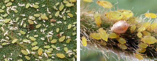 A colony of soybean aphids - left - a  soybean aphid attacked by a parasitic wasp larva - right