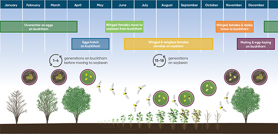 Soybean aphid lifecycle