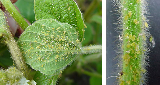 Soybean aphids colonizing multiple parts of a soybean plant