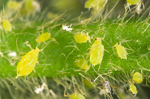 Soybean aphids on the stem of a soybean plant