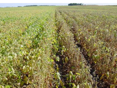 Photo - Strips of SCN-resistant and non-resistant soybean varieties in a SCN-infested field.