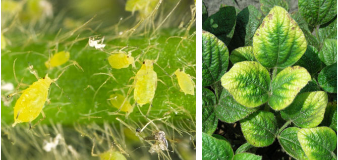 Photo - Aphid-infested soybean leaves.