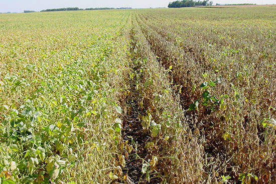 Visible soybean damage from untreated aphid infestations