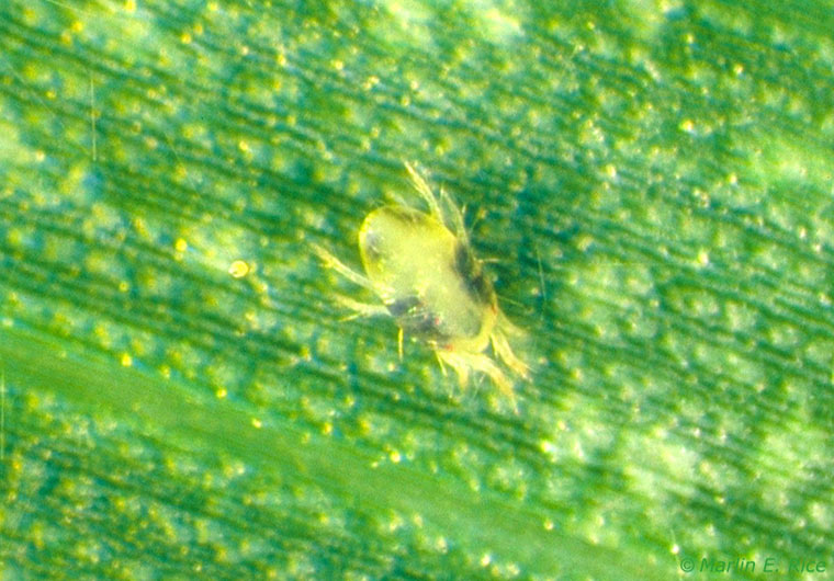 Photo - Closeup - Spider mite adult on soybean leaf.