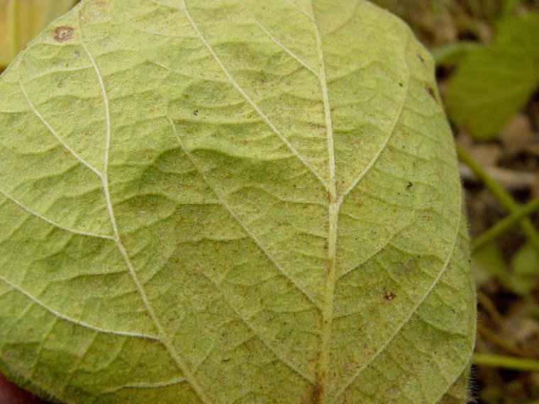 Photo - Spider mite eggs on underside of soybean leaf.