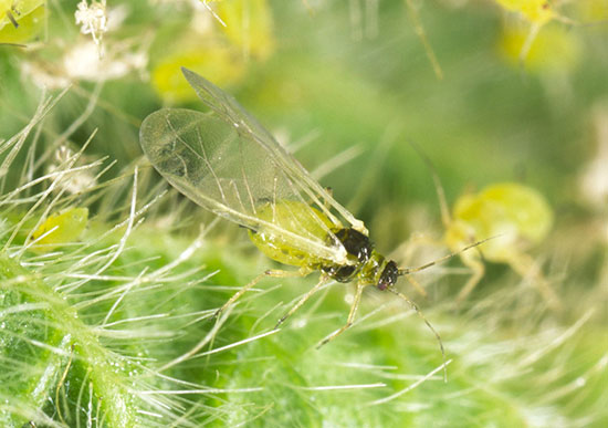 Winged soybean aphid