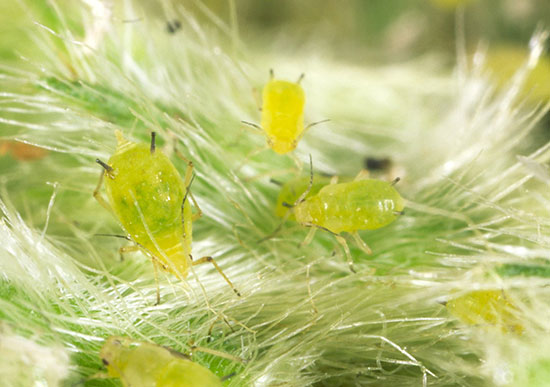 Closeup of wingless soybean aphids with the characteristic dark-tipped cornicles resembling tailpipes at the rear of their bodies