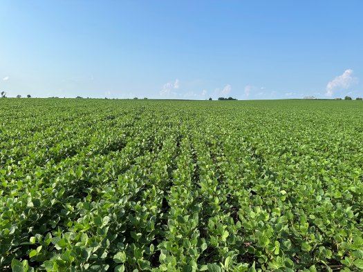 Soybean field - early-midseason - blue sky - long-distance shot