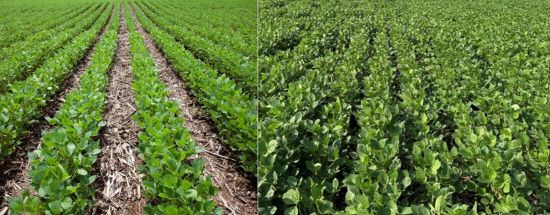 Photo comparison - Soybeans planted in 30-inch rows - left - and 15-inch rows - right