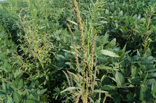 Tall waterhemp in soybean field
