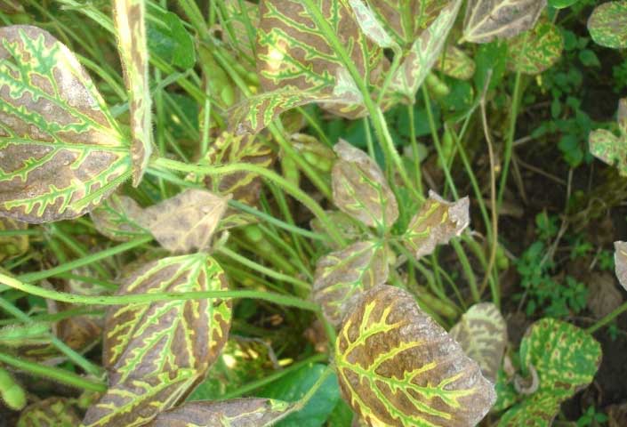 Photo - SDS symptoms on soybean leaves.