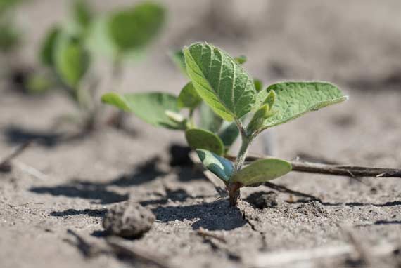 soybean seedling - closeup