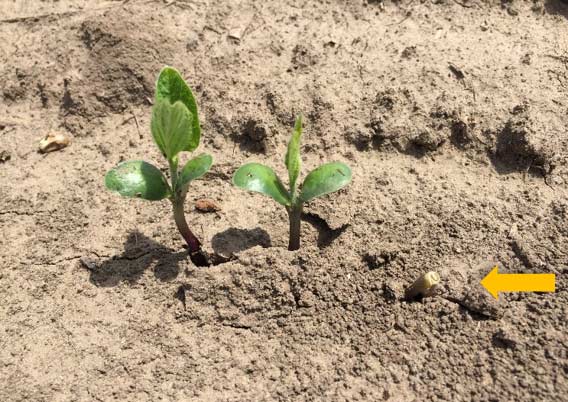 Emerging soybeans in dry, crusted soil at the Johnston Field Research Center in 2018, showing some seedlings that broke off during the emergence process.