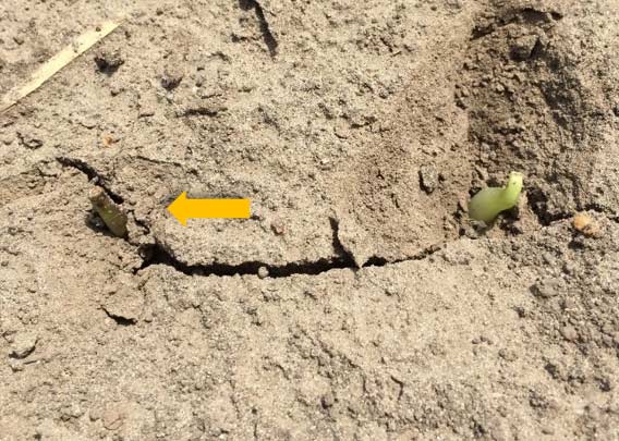 Emerging soybeans in dry, crusted soil at the Johnston Field Research Center in 2018, showing some seedlings that broke off during the emergence process.