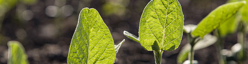 Soybean seedling leaf - closeup Soybean seedling leaf - closeup