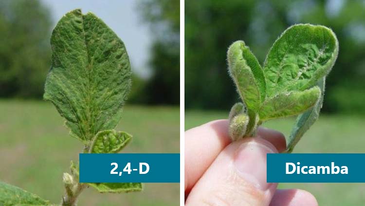 Photo - Side-by-side comparison of 2,4-D and dicamba symptoms from a Pioneer soybean herbicide response demonstration.