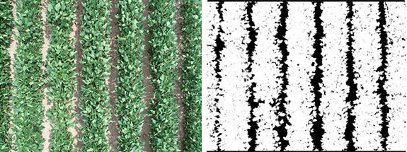 Overhead sUAS imagery and Canopeo-processed imagery showing canopy coverage of dicamba-injured non-DT soybeans compared to DT soybeans at the R1 growth stage