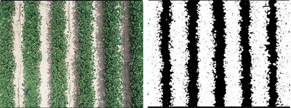 Overhead sUAS imagery and Canopeo-processed imagery showing canopy coverage of dicamba-injured non-DT soybeans compared to DT soybeans at the R1 growth stage