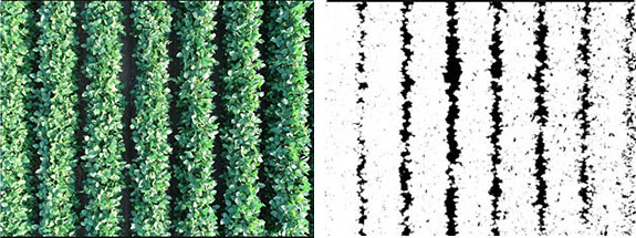 Overhead sUAS imagery and Canopeo-processed imagery showing canopy coverage of dicamba-injured non-DT soybeans compared to DT soybeans at the R2 growth stage