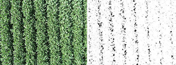 Overhead sUAS imagery and Canopeo-processed imagery showing canopy coverage of dicamba-injured non-DT soybeans compared to DT soybeans at the R3 growth stage