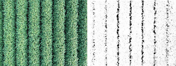 Overhead sUAS imagery and Canopeo-processed imagery showing canopy coverage of dicamba-injured non-DT soybeans compared to DT soybeans at the R3 growth stage