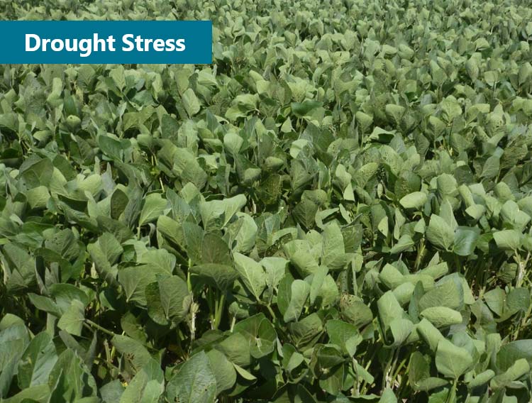 Soybeans with leaves folded in and flipped over in response to drought stress.